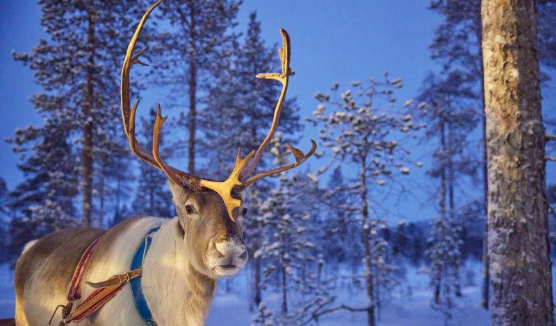 Animals to see in Lapland | Lapland and Finland Wildlife